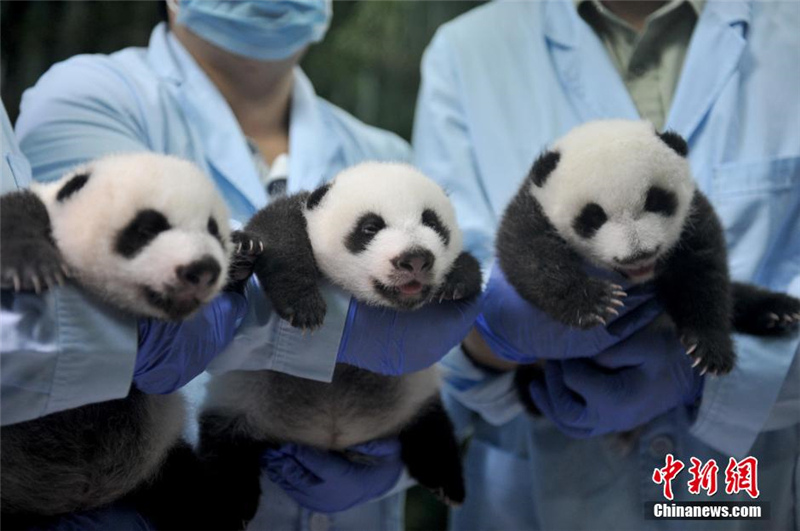 Panda-Drillinge entwickeln sich pr?chtig