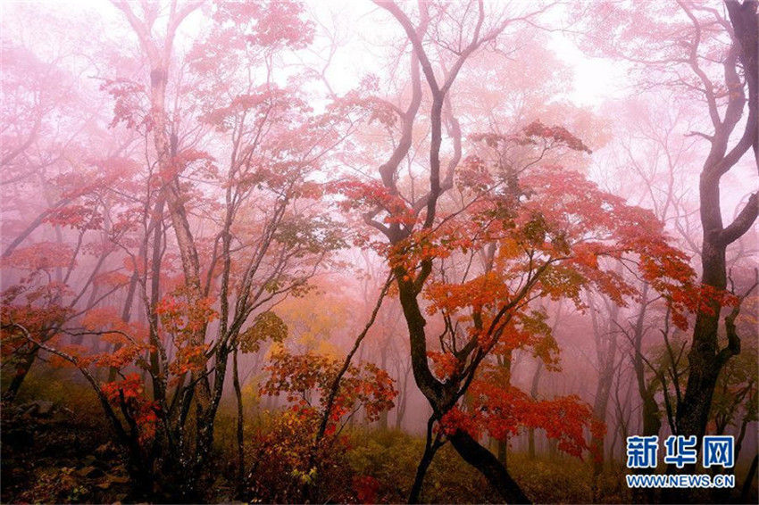 Der m?rchenhafte Herbst