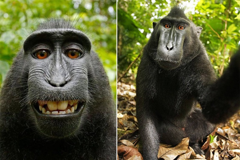 Wilde Tiere im Selfie-Fieber