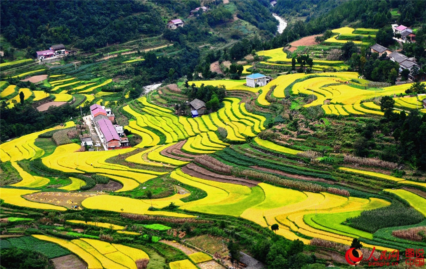 ?Goldene“ Reisernte in Shaanxi