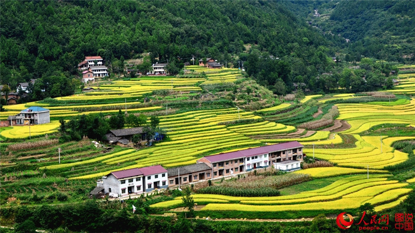 ?Goldene“ Reisernte in Shaanxi