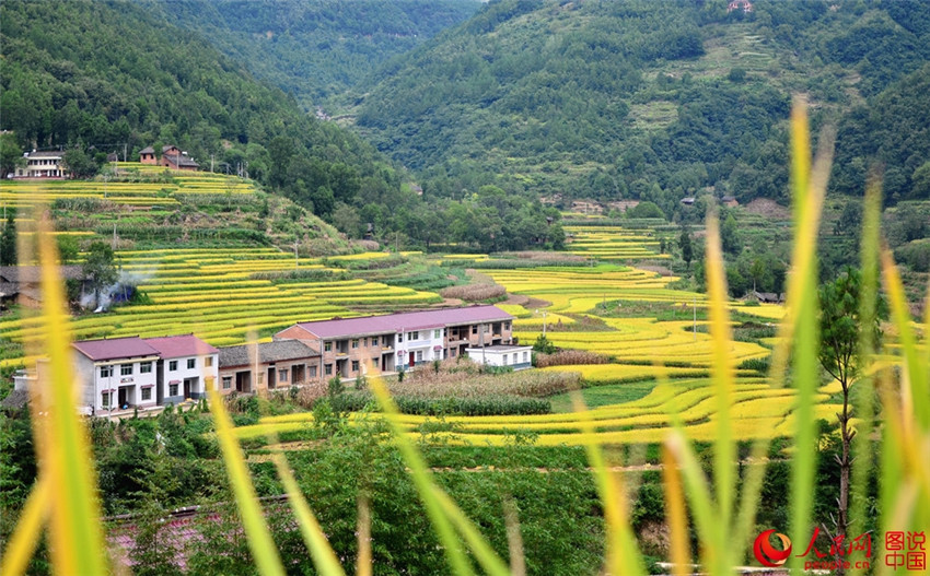 ?Goldene“ Reisernte in Shaanxi