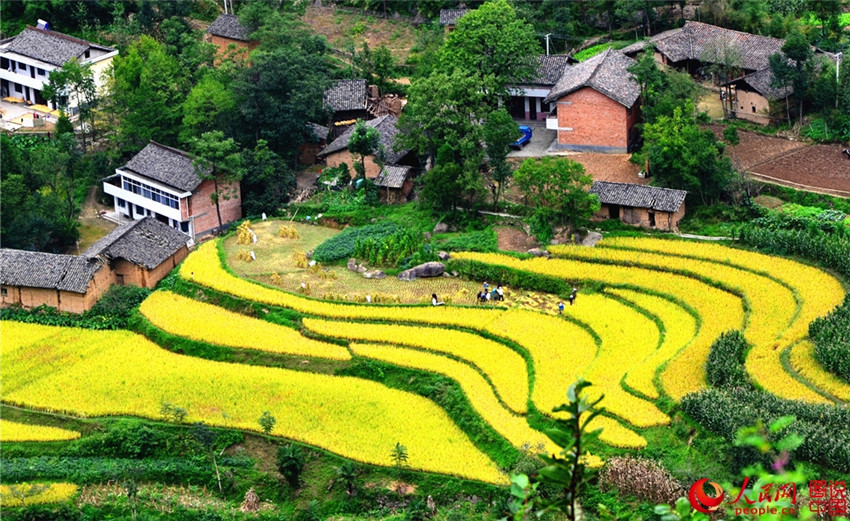 ?Goldene“ Reisernte in Shaanxi