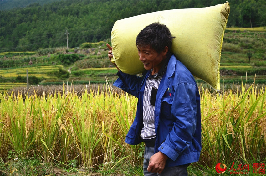 ?Goldene“ Reisernte in Shaanxi