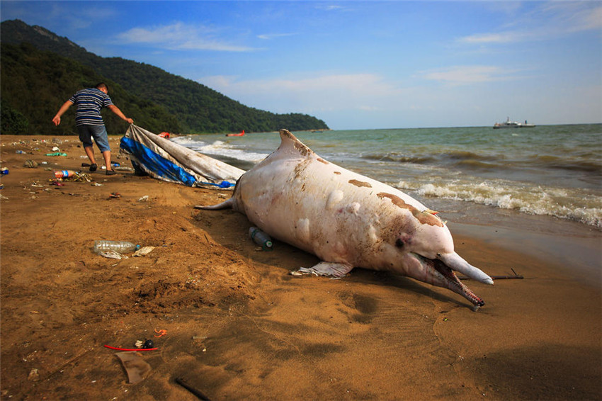 Wei?er Delfin in Südchina gestrandet
