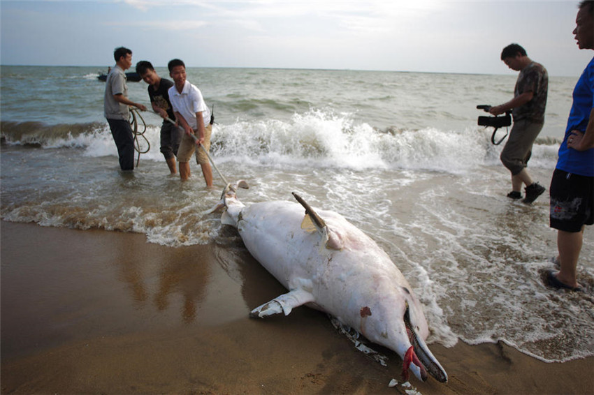 Wei?er Delfin in Südchina gestrandet