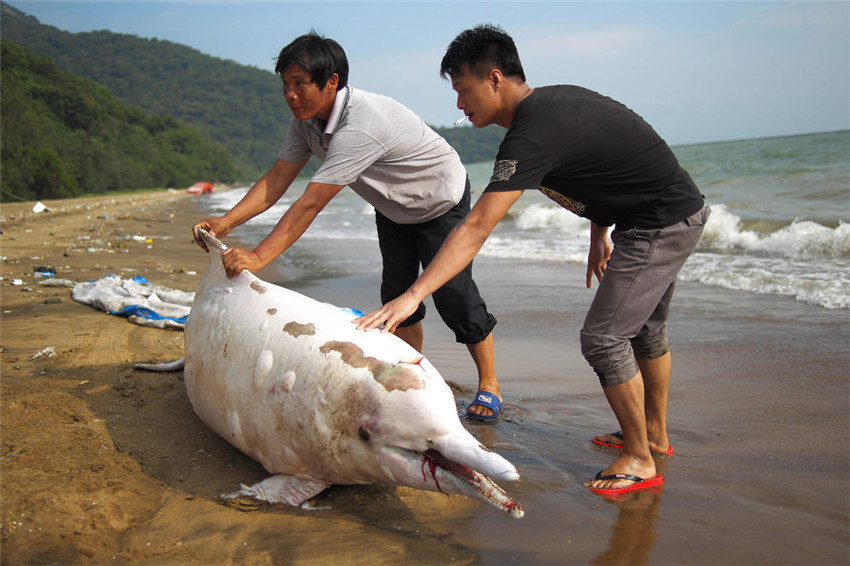 Wei?er Delfin in Südchina gestrandet
