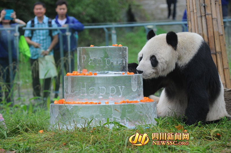 ?ltester m?nnlicher Panda feiert seinen 30. Geburtstag 