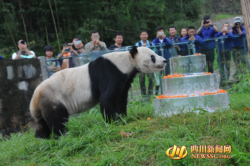 ?ltester m?nnlicher Panda feiert seinen 30. Geburtstag 
