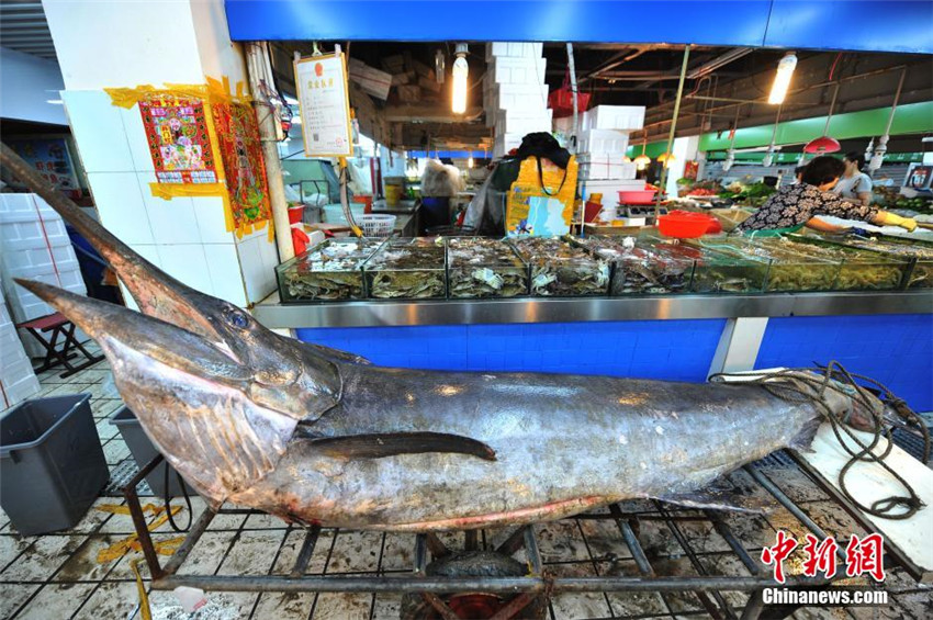 Neuer Rekord: Fischer f?ngt 345-Kilo-Schwertfisch