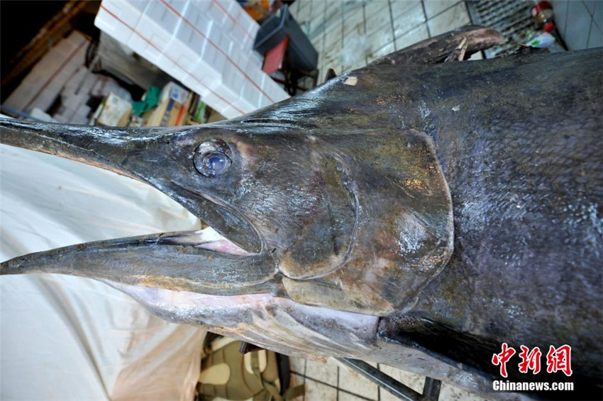 Neuer Rekord: Fischer f?ngt 345-Kilo-Schwertfisch