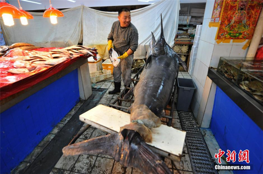 Neuer Rekord: Fischer f?ngt 345-Kilo-Schwertfisch