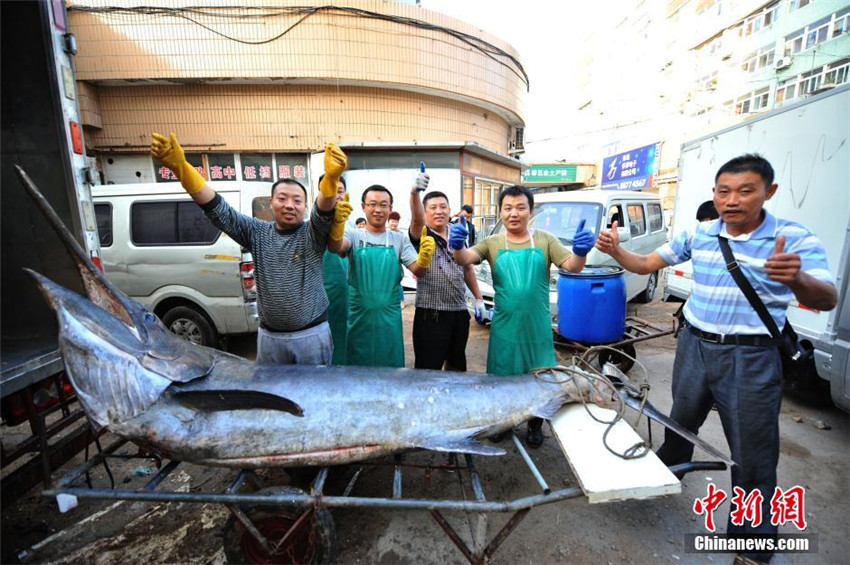 Neuer Rekord: Fischer f?ngt 345-Kilo-Schwertfisch