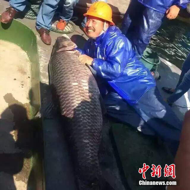 ?Fisch-K?nig“ im Qiandao-See gefangen