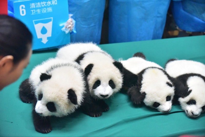 Panda-Kindergarten er?ffnet