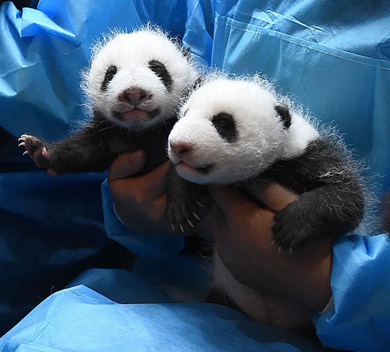 Panda-Kindergarten er?ffnet