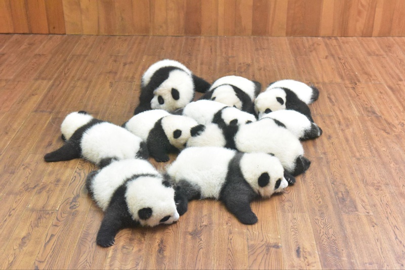 Panda-Kindergarten er?ffnet