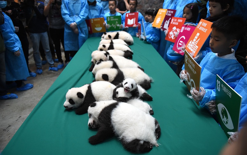 Panda-Kindergarten er?ffnet