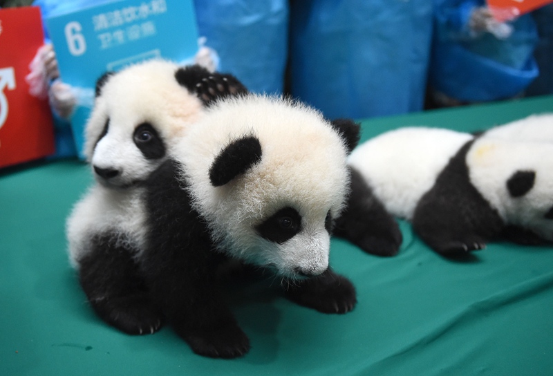 Panda-Kindergarten er?ffnet