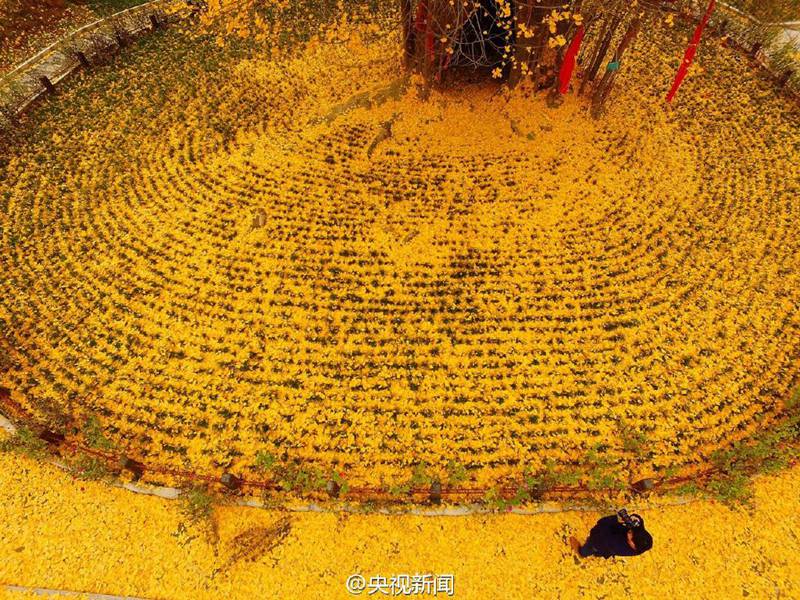 ?Goldener Teppich“ aus Gingko-Bl?ttern in Hanzhong