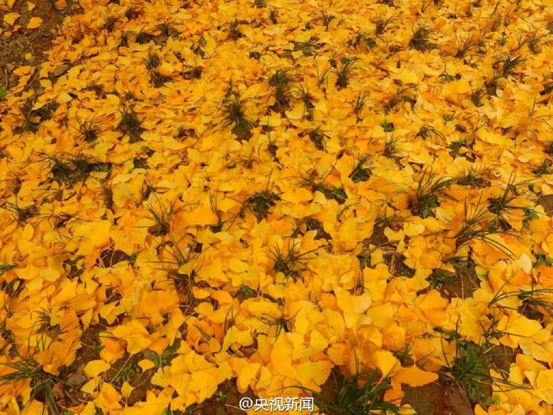 ?Goldener Teppich“ aus Gingko-Bl?ttern in Hanzhong