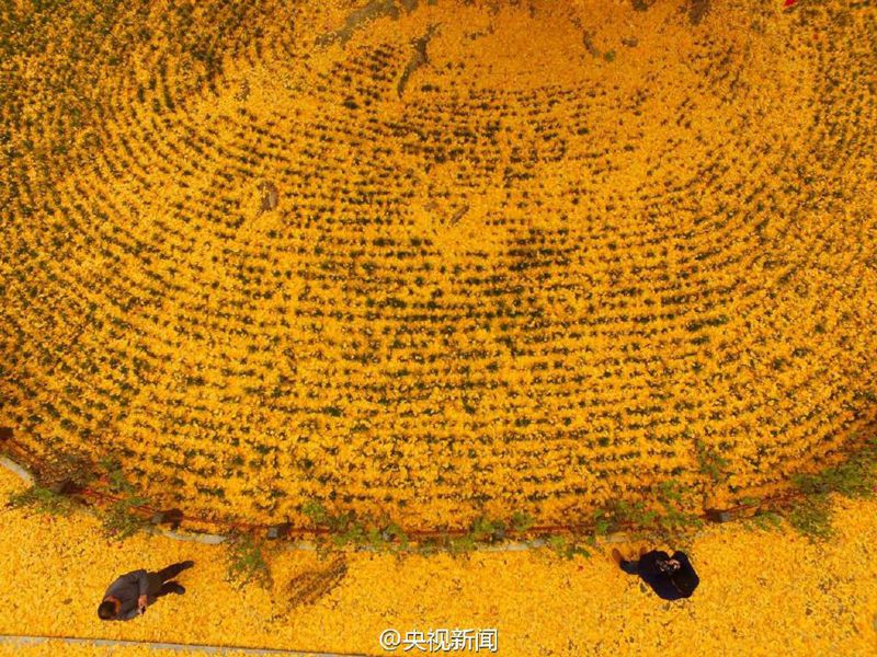 ?Goldener Teppich“ aus Gingko-Bl?ttern in Hanzhong