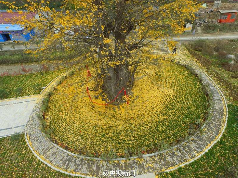 ?Goldener Teppich“ aus Gingko-Bl?ttern in Hanzhong