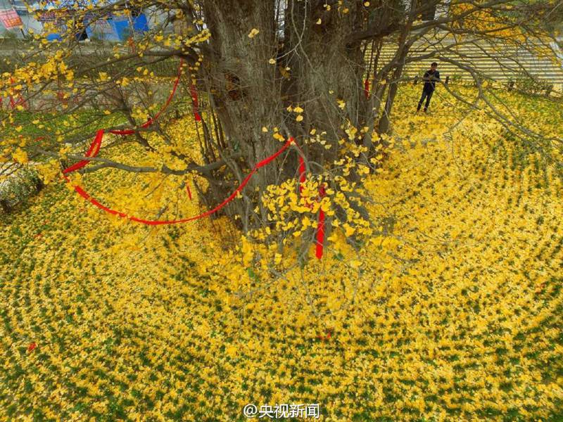 ?Goldener Teppich“ aus Gingko-Bl?ttern in Hanzhong