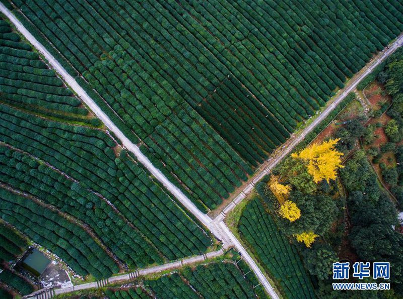 Farbiger Sp?therbst in Hangzhou 