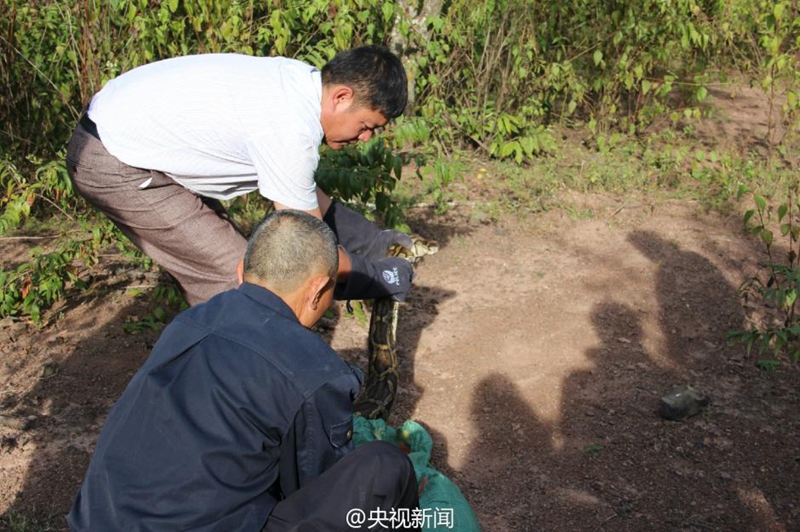 100-j?hrige Python in Yunnan entdeckt