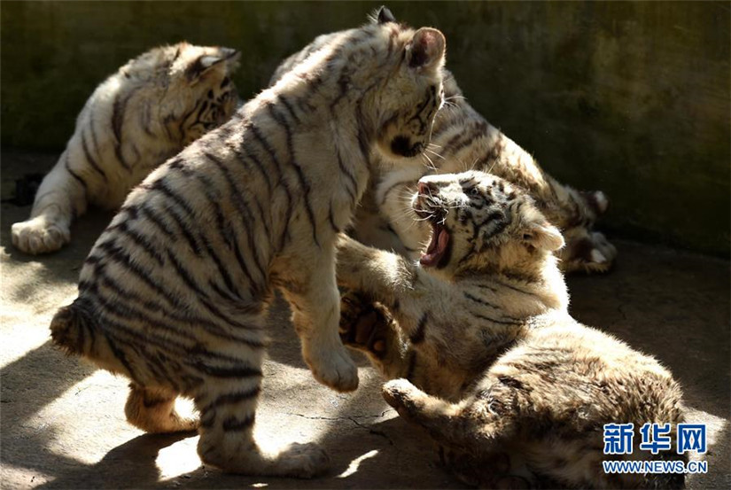 Wei?e Tiger-Fünflinge in Kunming