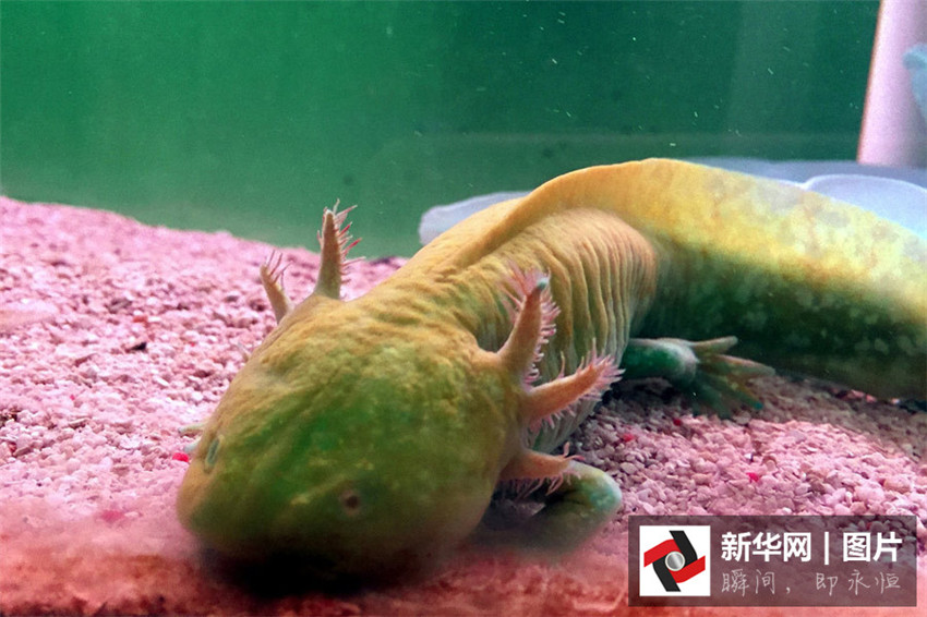 ?Dinosaurier-Fische“ in Hubei