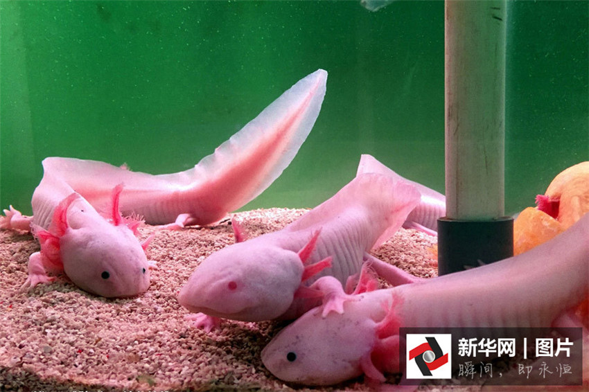 ?Dinosaurier-Fische“ in Hubei