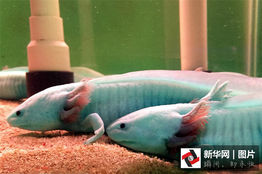 ?Dinosaurier-Fische“ in Hubei
