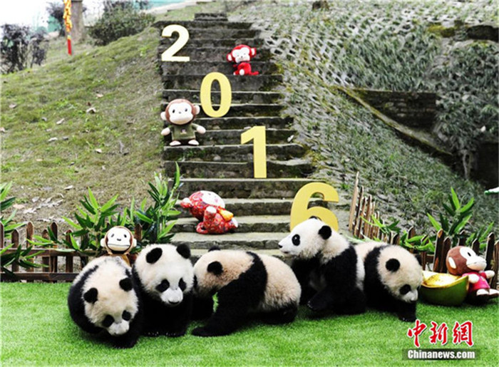 Panda-Babys wünschen Glück zum Frühlingsfest