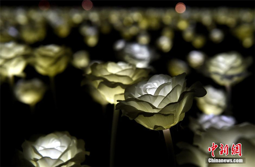 Hongkong: 25.000 rosef?rmige Lampen zum Valentinstag
