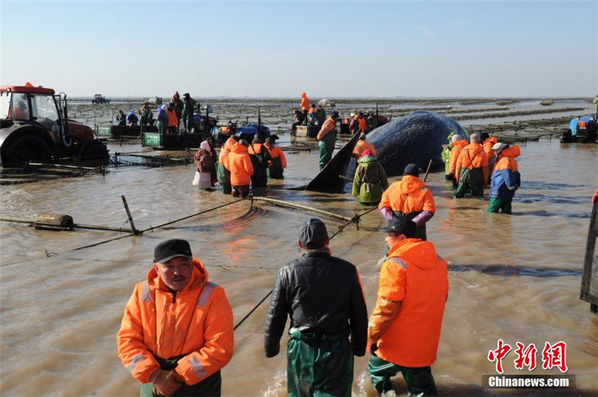 Riesige Wale in Ostchina gestrandet