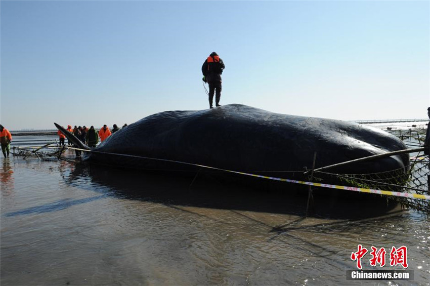 Riesige Wale in Ostchina gestrandet