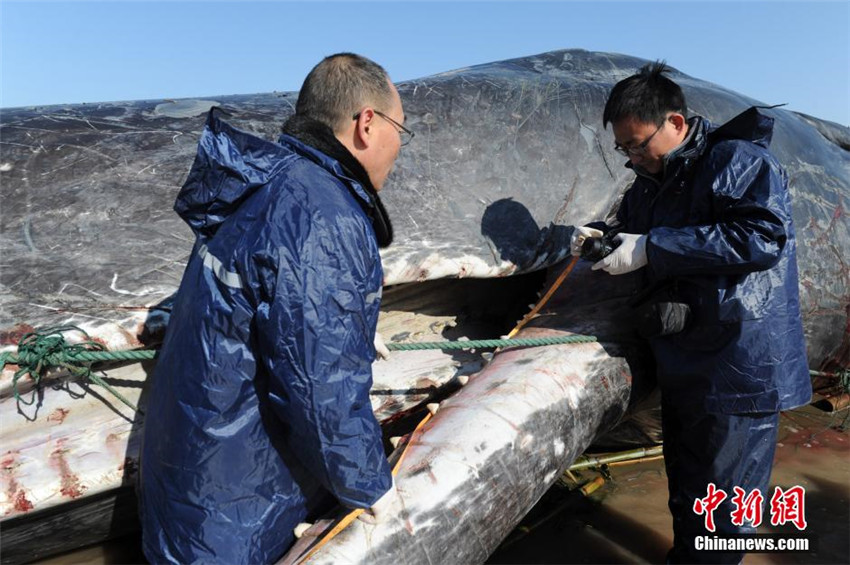 Riesige Wale in Ostchina gestrandet