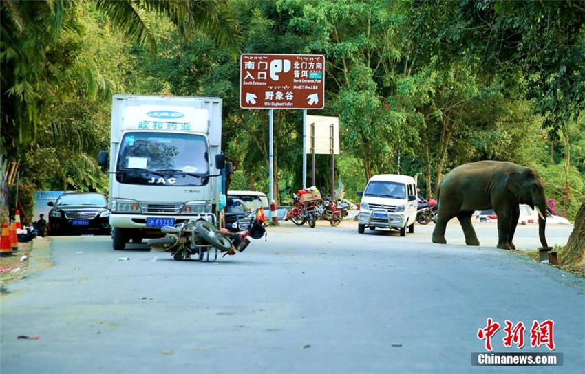 Wilder Elefant ?spielt“ gern mit Autos