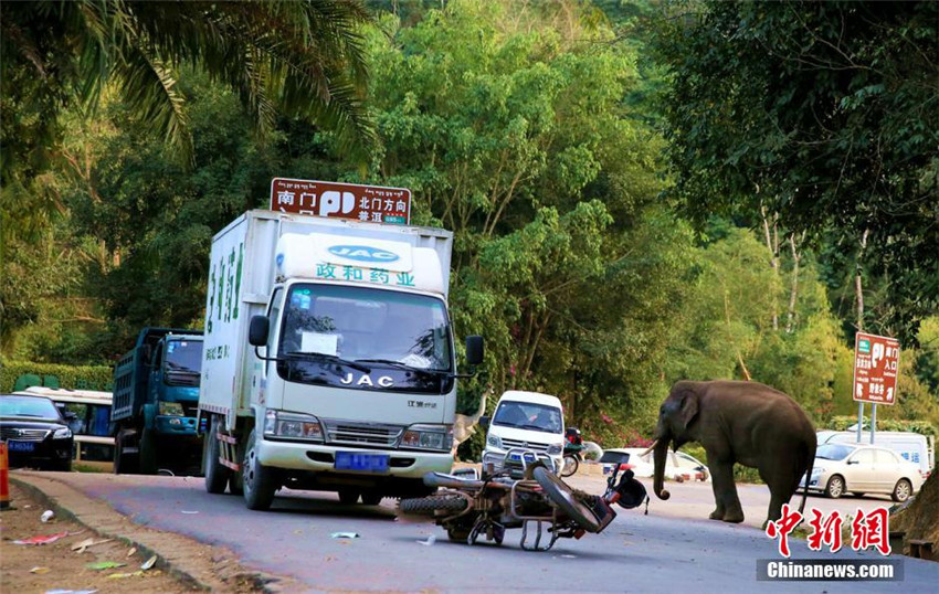 Wilder Elefant ?spielt“ gern mit Autos