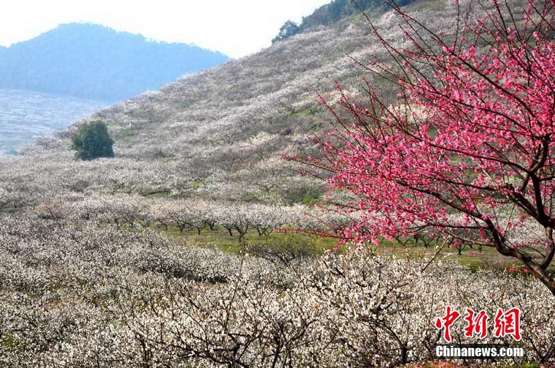Blumenmeer in Zhejiang