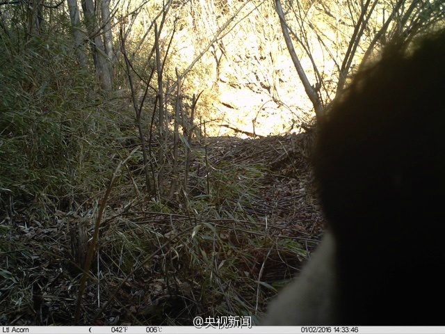 Wilder Panda in Shaanxi entdeckt