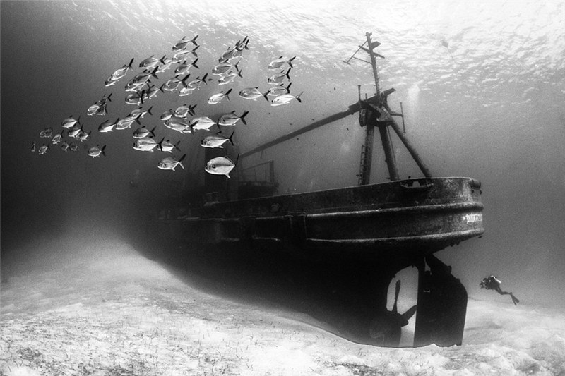 2016 Underwater Photography Contest: ?Gold“ gewinnt