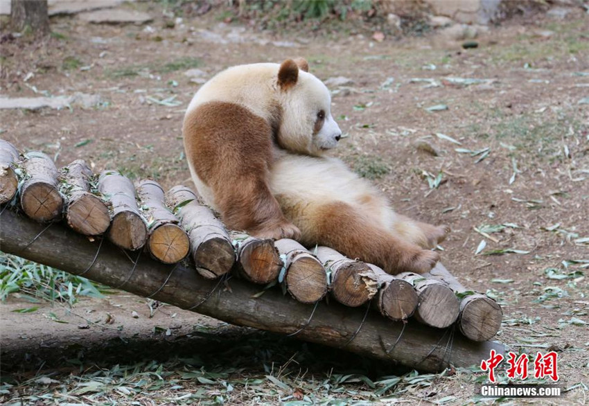 Qi Zai – Der einzige braune Panda der Welt