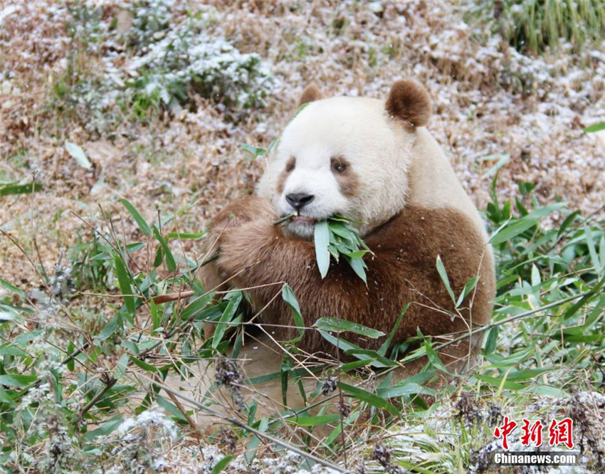 Qi Zai – Der einzige braune Panda der Welt