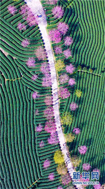 Wundersch?ne Kirschblüten im Teegarten in Fujian