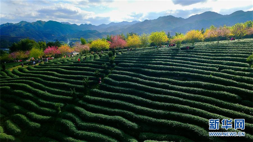 Wundersch?ne Kirschblüten im Teegarten in Fujian