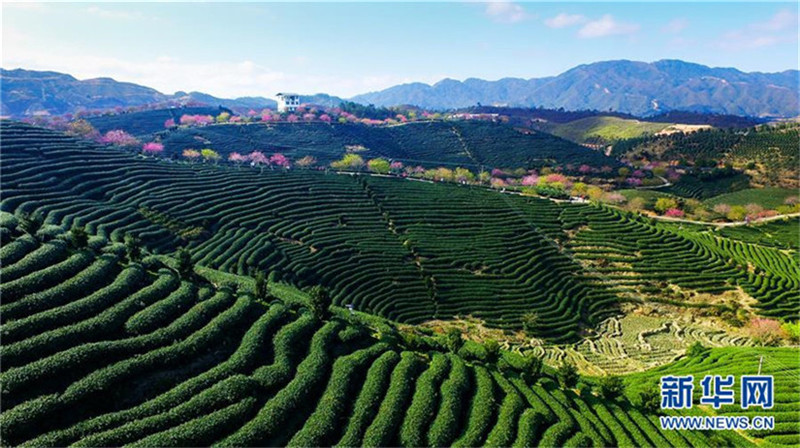 Wundersch?ne Kirschblüten im Teegarten in Fujian