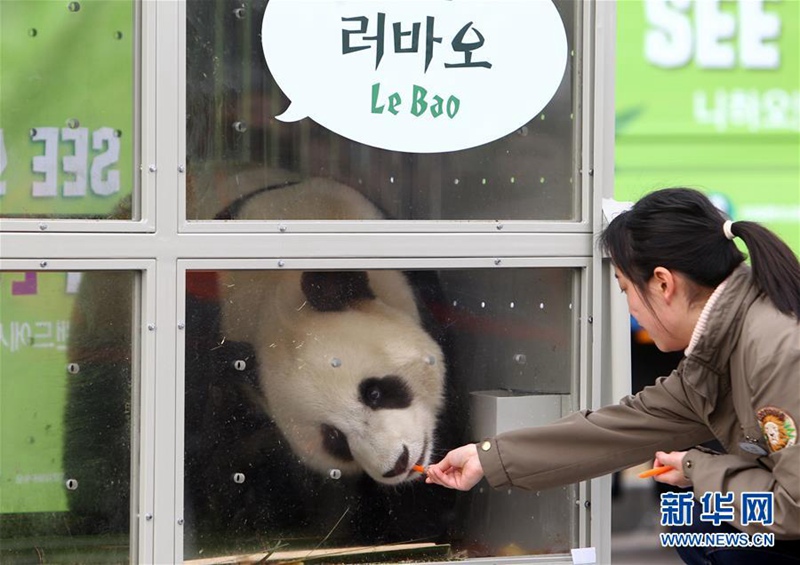 Chinesisches Panda-P?rchen erreicht Südkorea